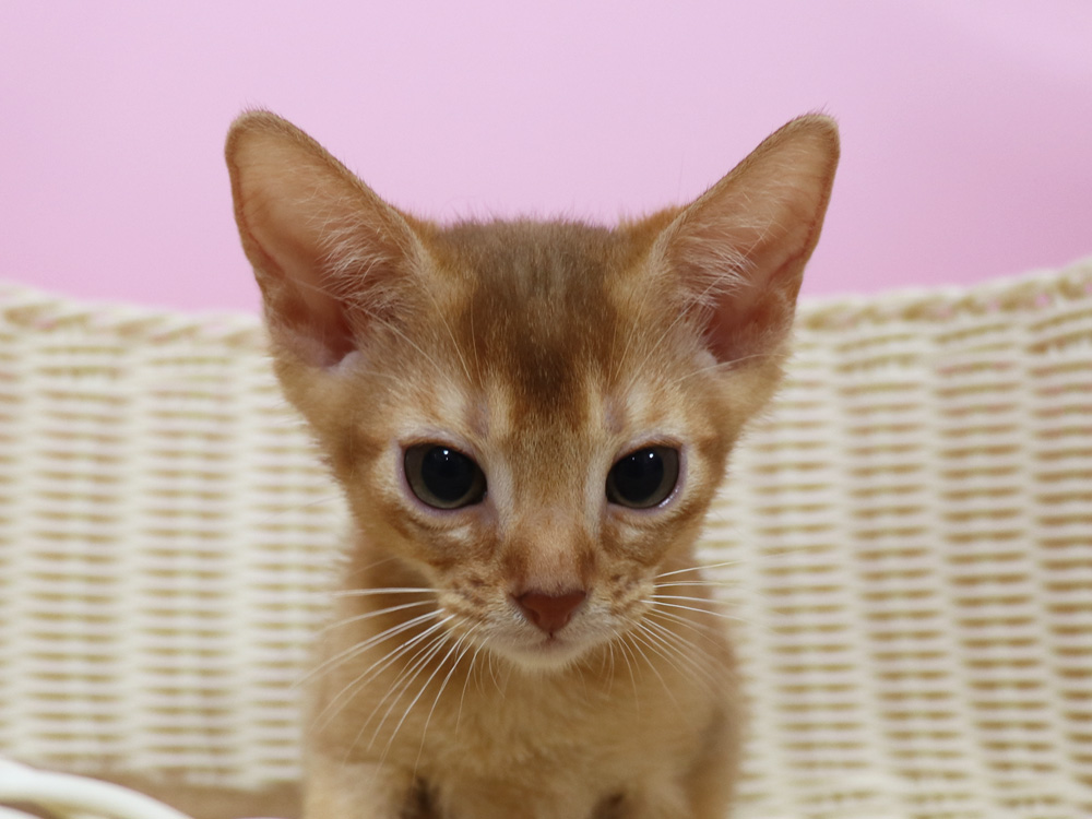アビシニアンの子猫画像