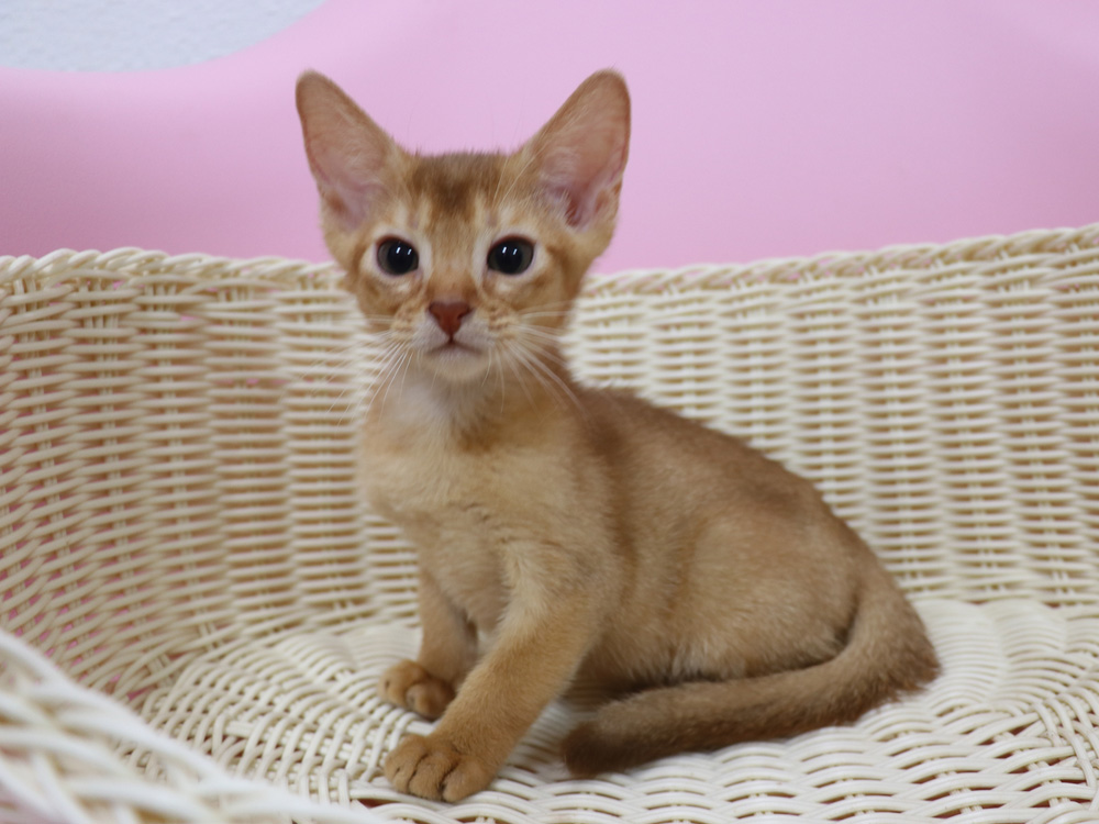 アビシニアンの子猫画像