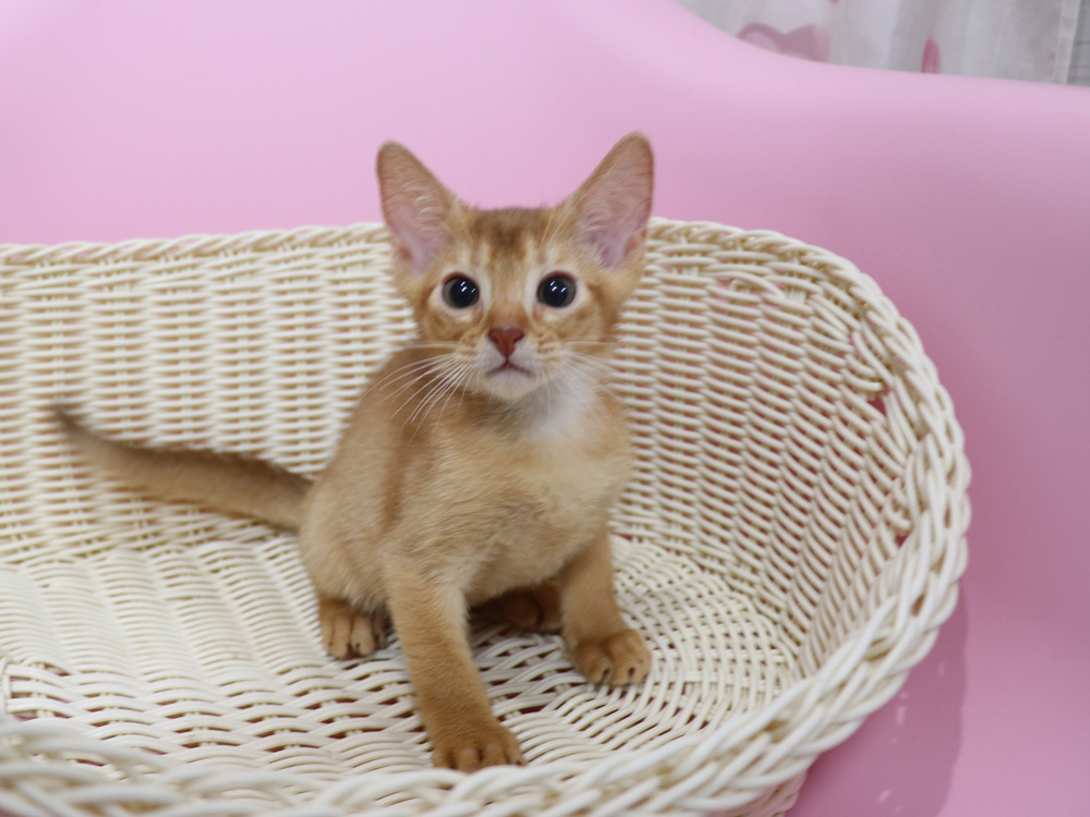アビシニアンの子猫画像
