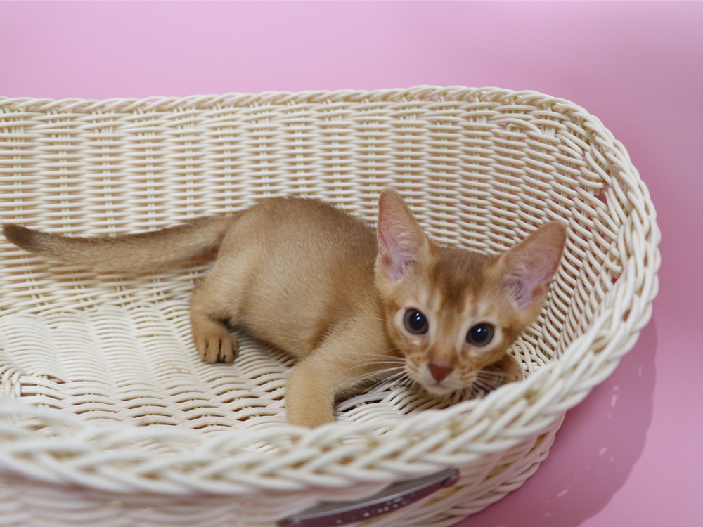 アビシニアンの子猫画像