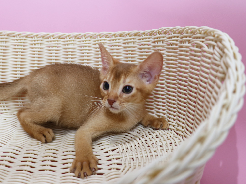アビシニアンの子猫画像