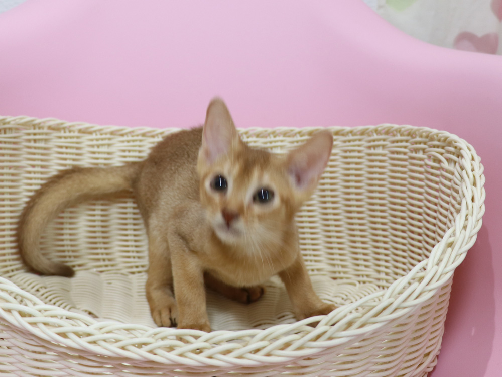 アビシニアンの子猫画像
