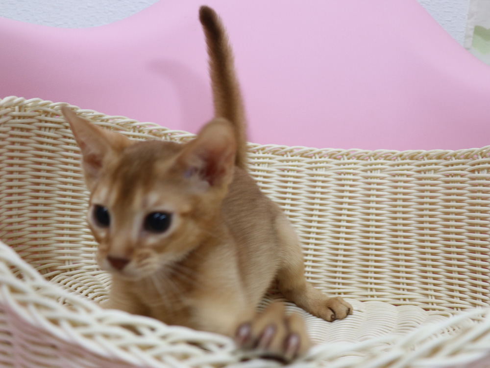 アビシニアンの子猫画像