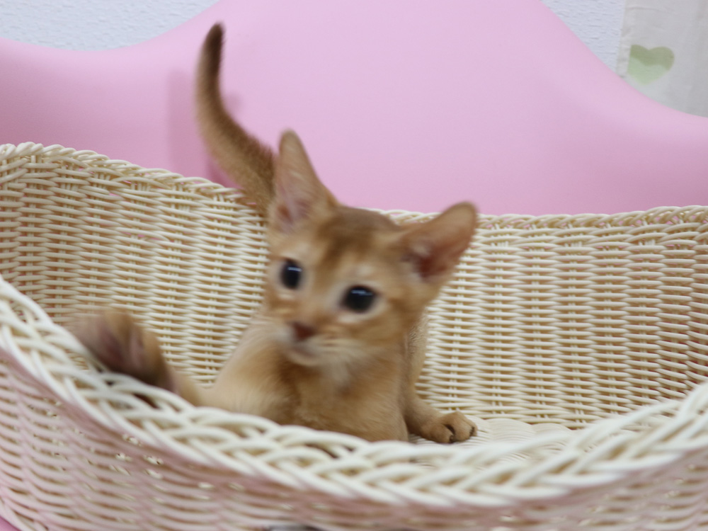 アビシニアンの子猫画像