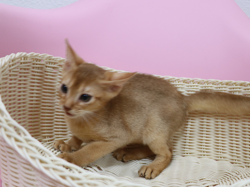 アビシニアンの子猫画像