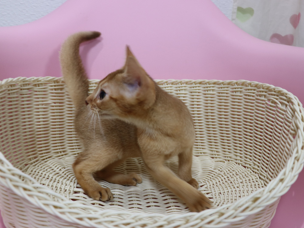 アビシニアンの子猫画像