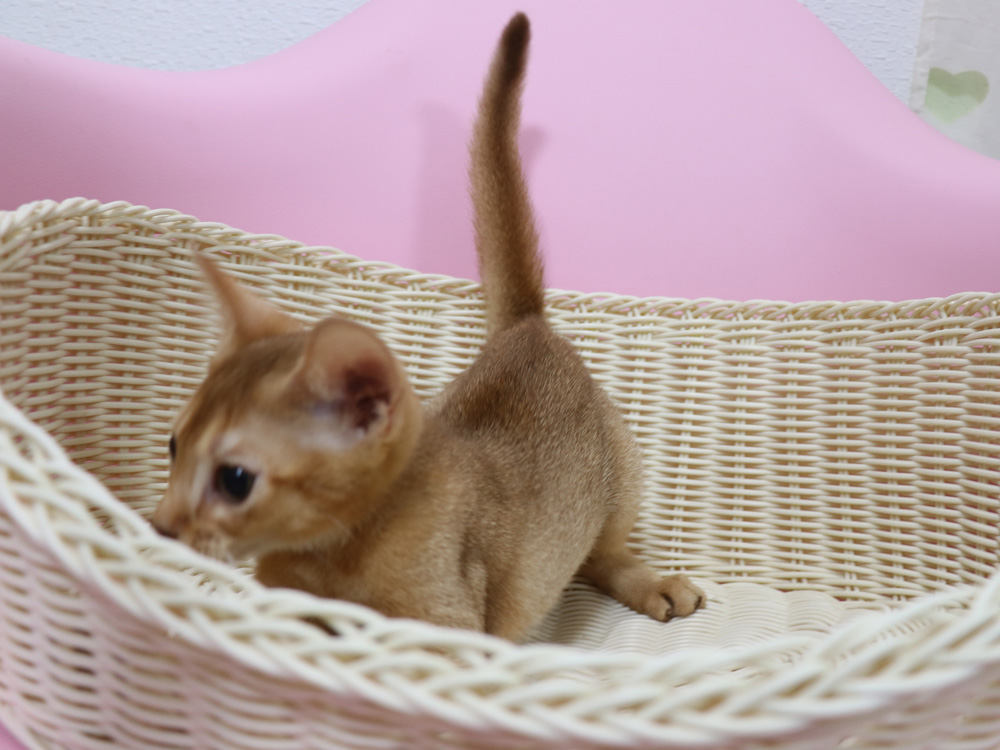 アビシニアンの子猫画像