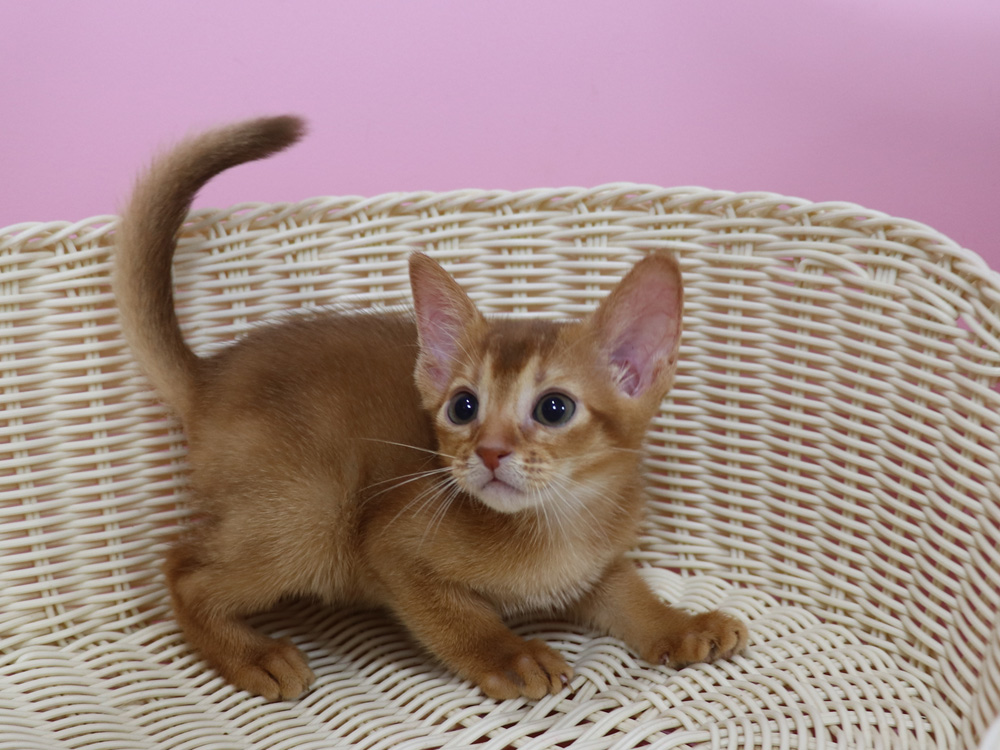 アビシニアンの子猫画像