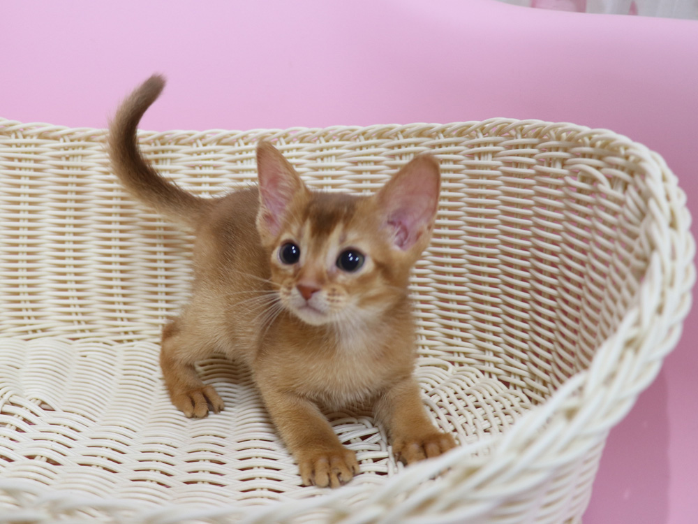 アビシニアンの子猫画像