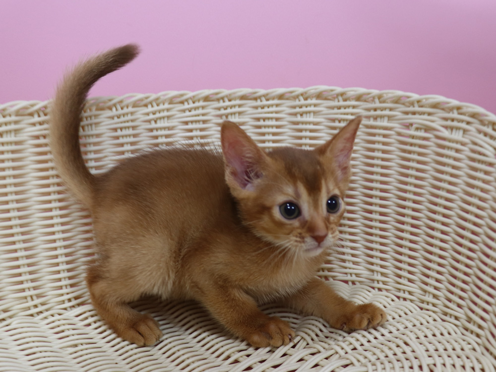 アビシニアンの子猫画像