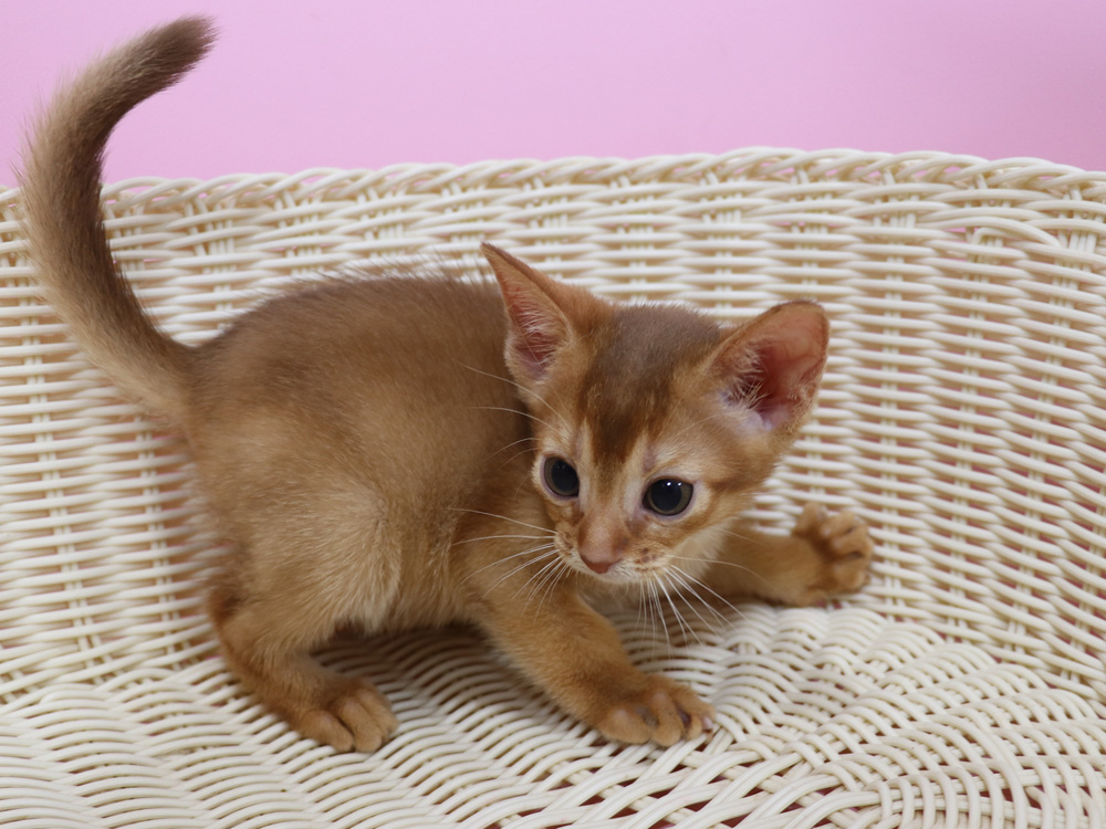 アビシニアンの子猫画像
