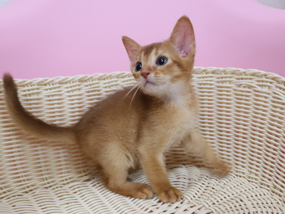 アビシニアンの子猫画像