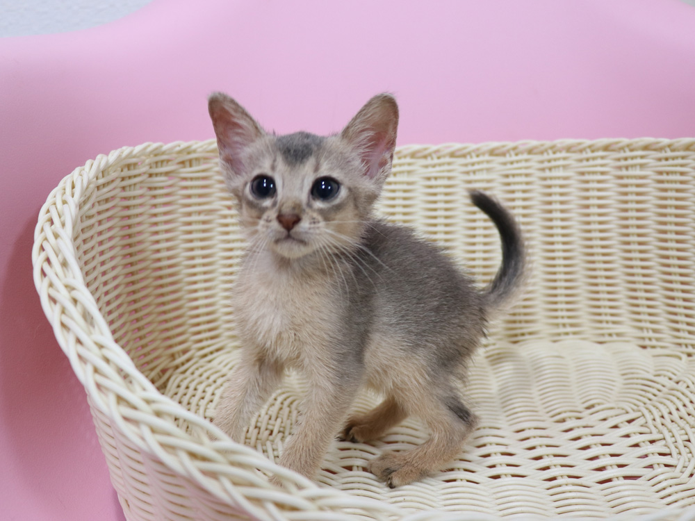 アビシニアンの子猫画像