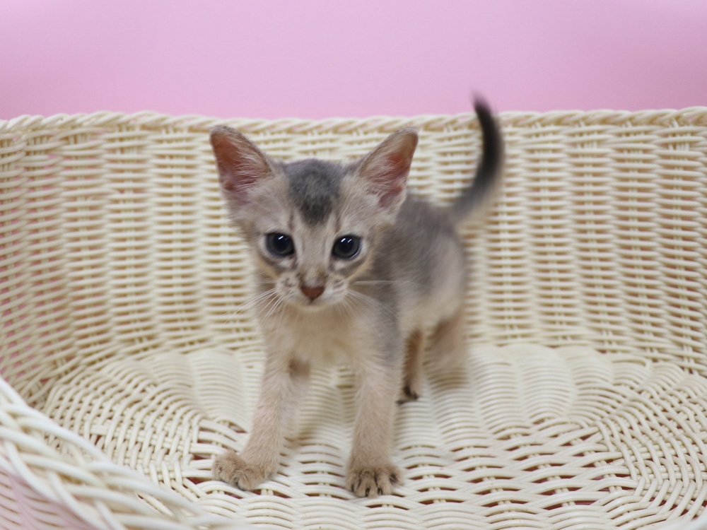 アビシニアンの子猫画像