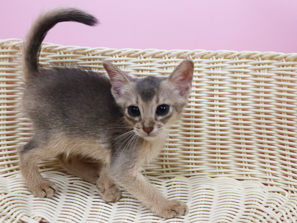 アビシニアンの子猫画像