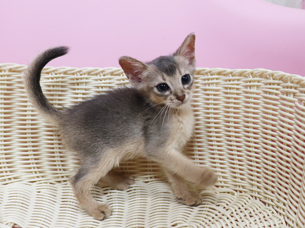 アビシニアンの子猫画像