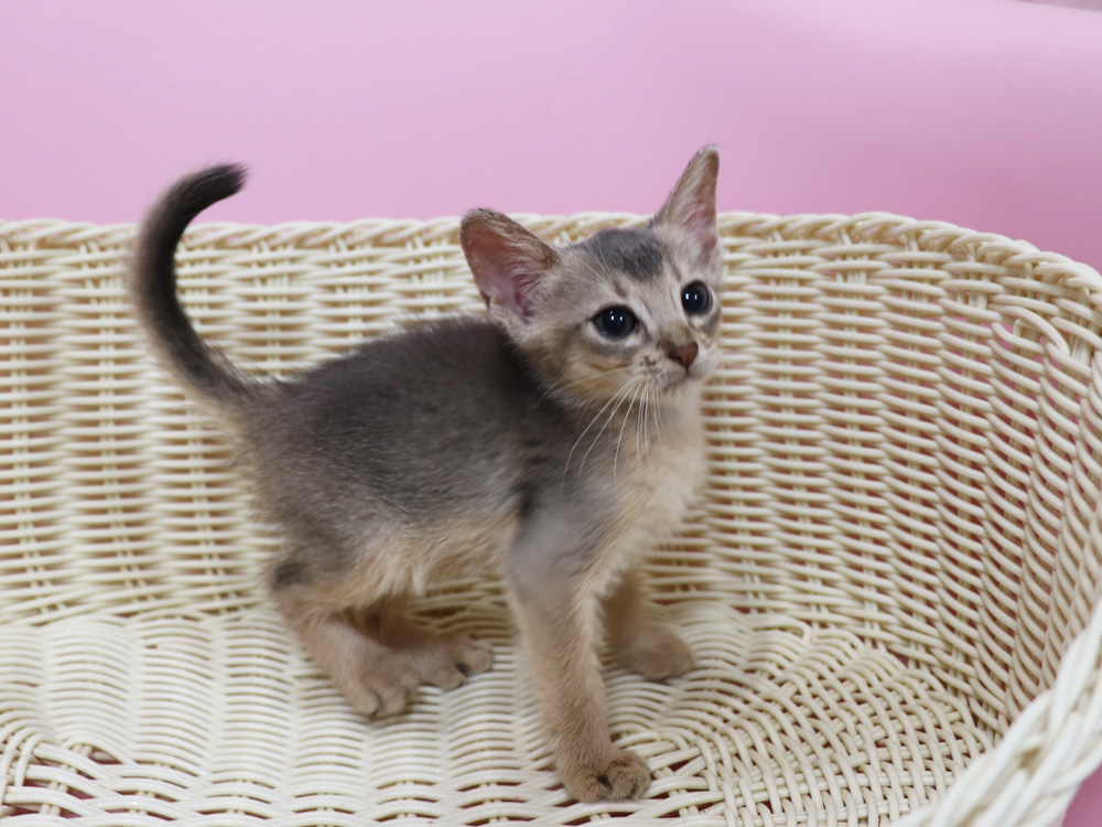 アビシニアンの子猫画像