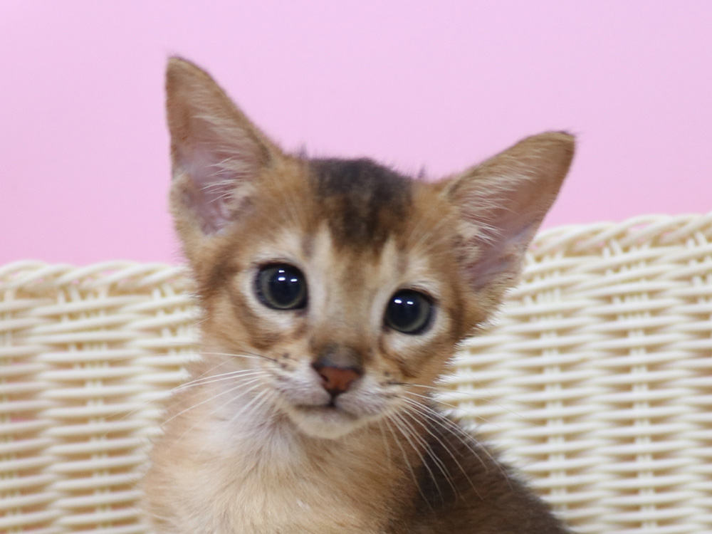アビシニアンの子猫画像