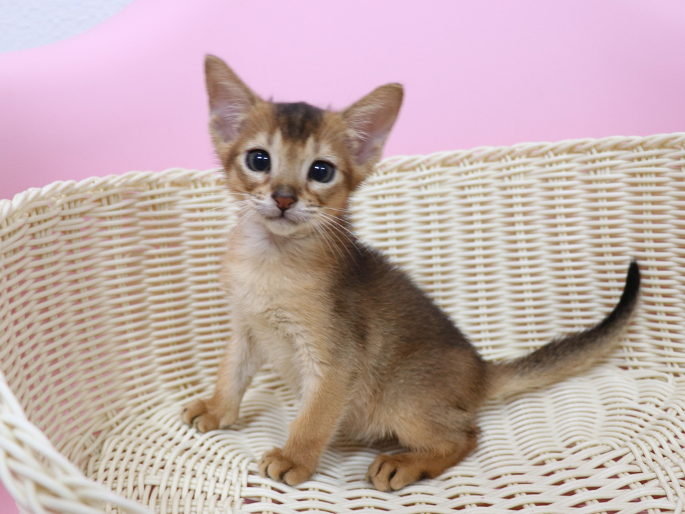 アビシニアンの子猫画像