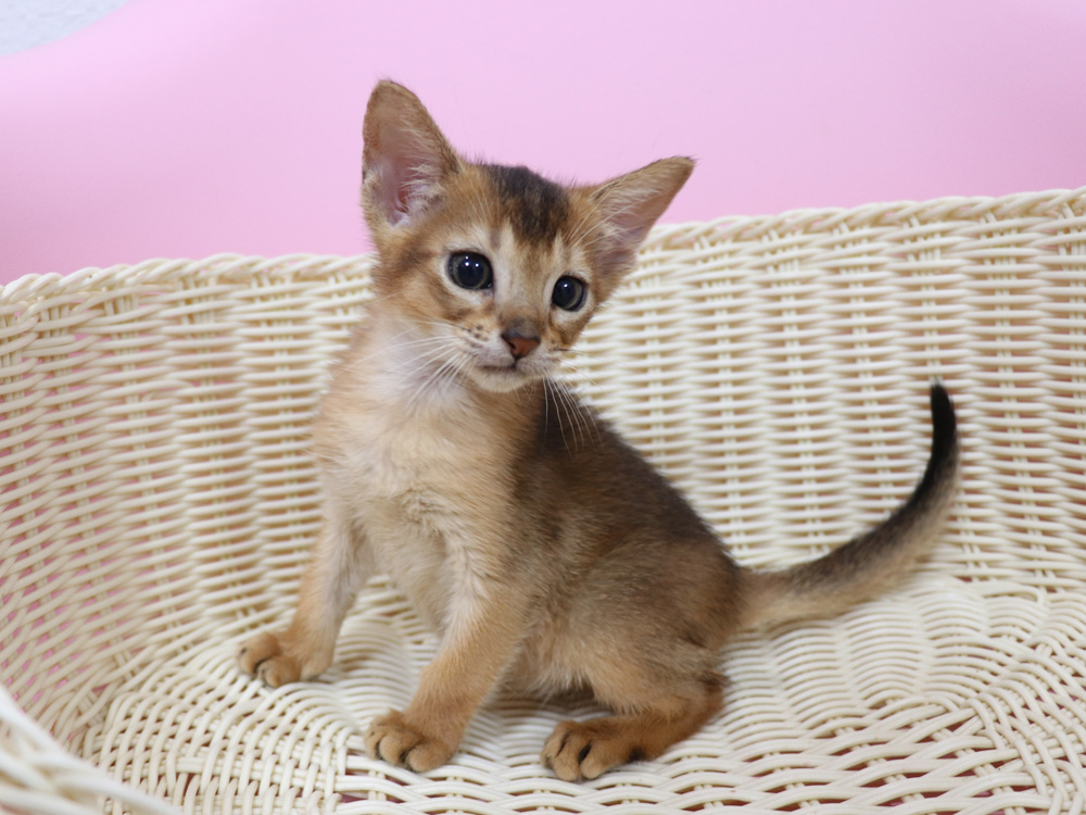 アビシニアンの子猫画像