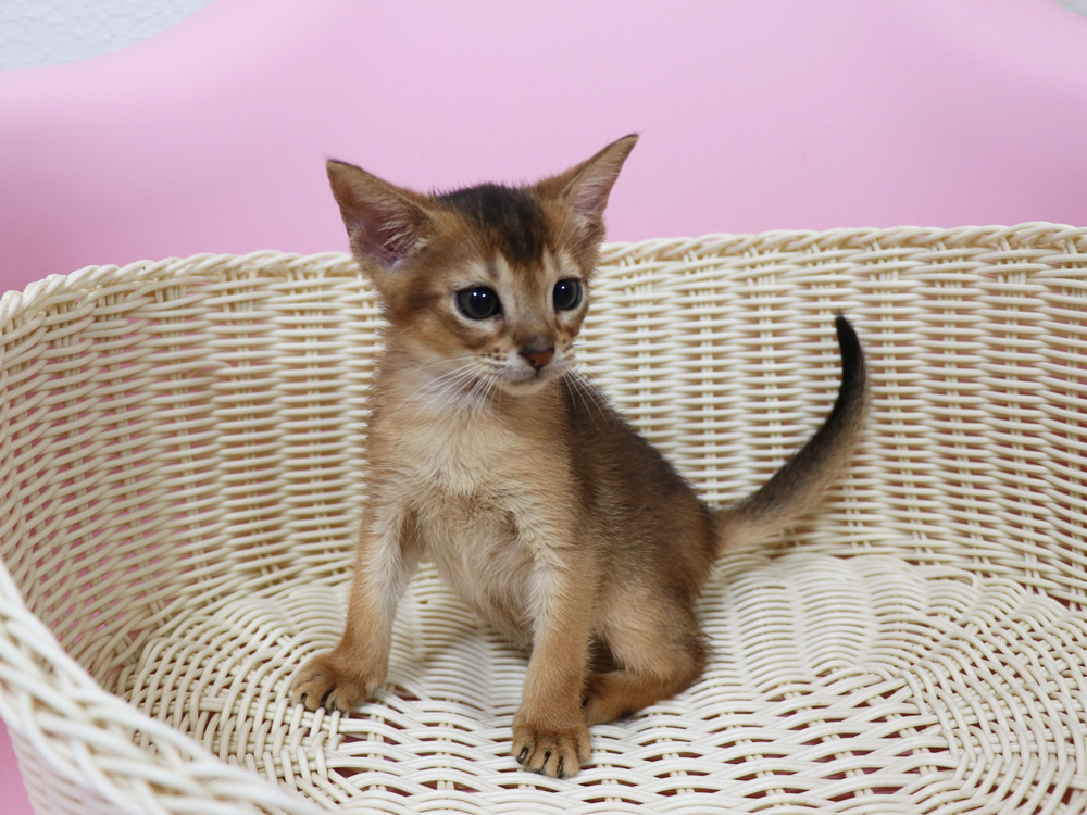 アビシニアンの子猫画像