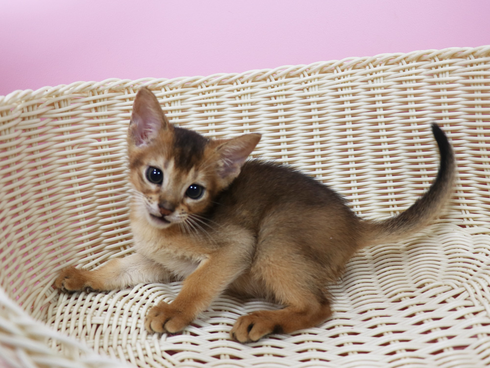 アビシニアンの子猫画像