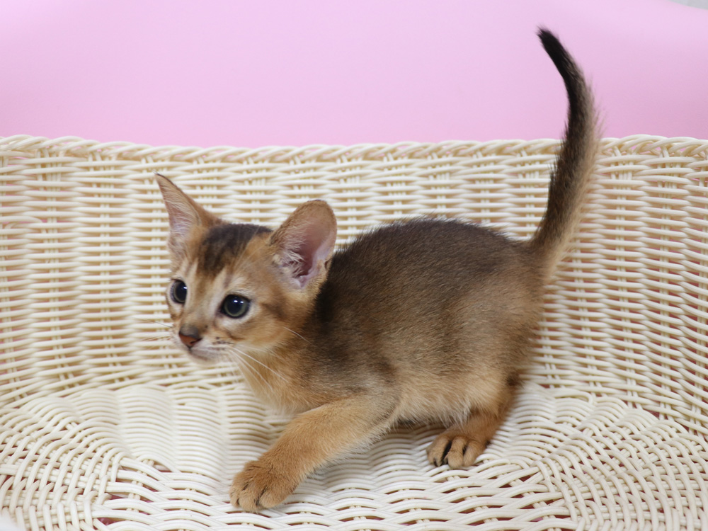アビシニアンの子猫画像