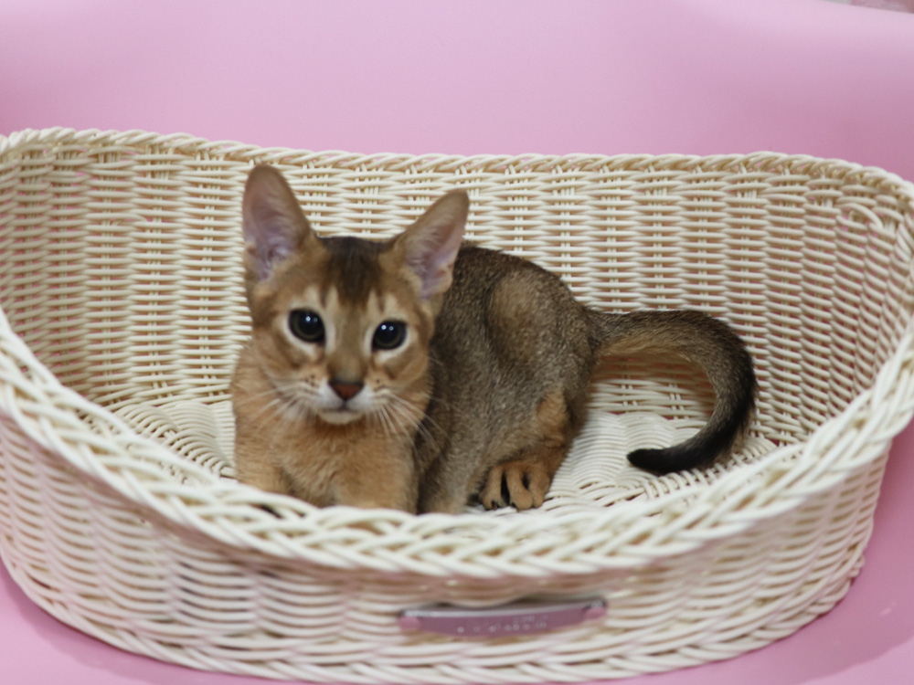 アビシニアンの子猫画像
