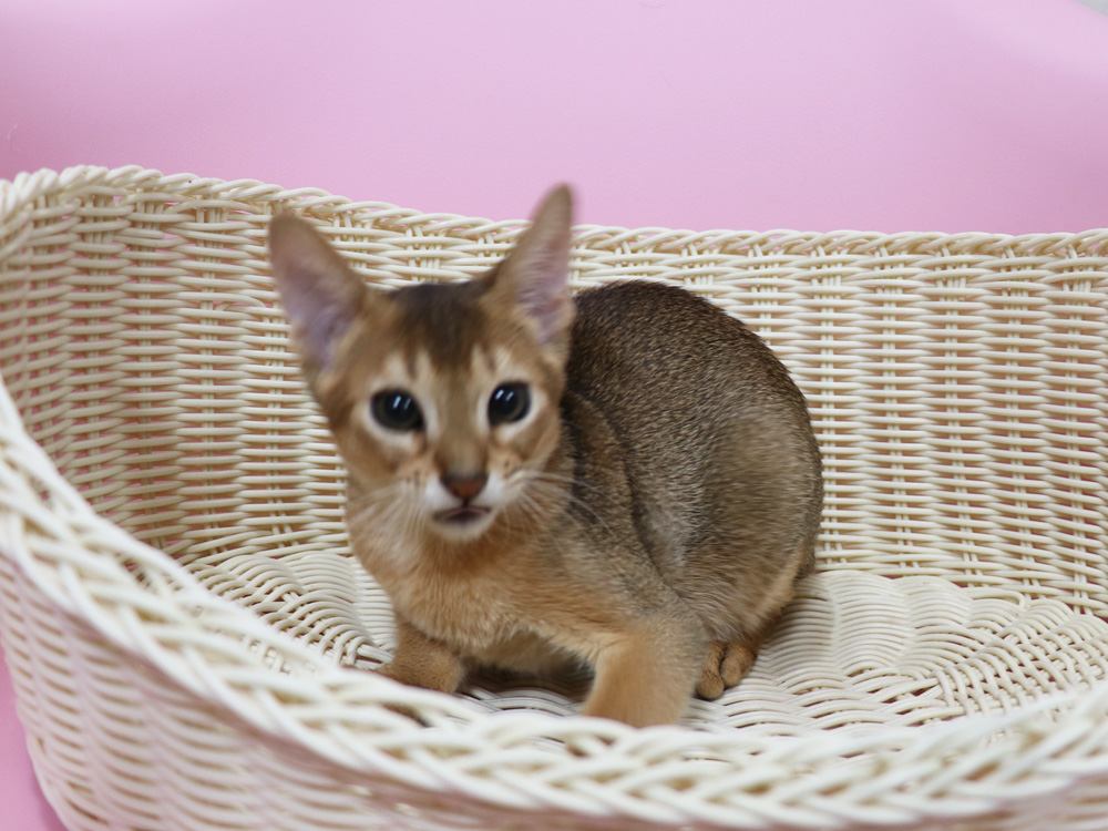 アビシニアンの子猫画像
