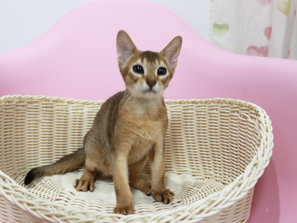 アビシニアンの子猫画像