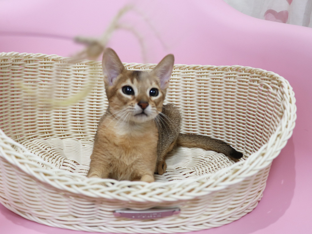 アビシニアンの子猫画像