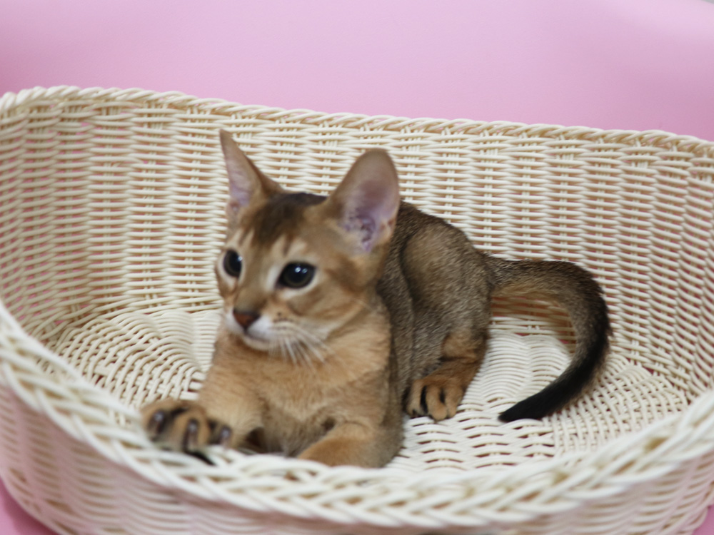 アビシニアンの子猫画像