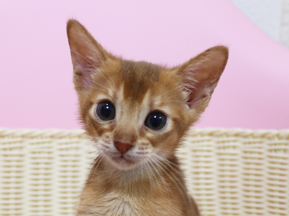 アビシニアンの子猫画像