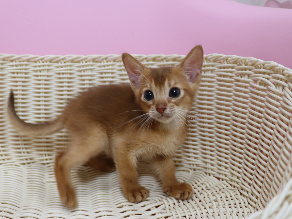 アビシニアンの子猫画像