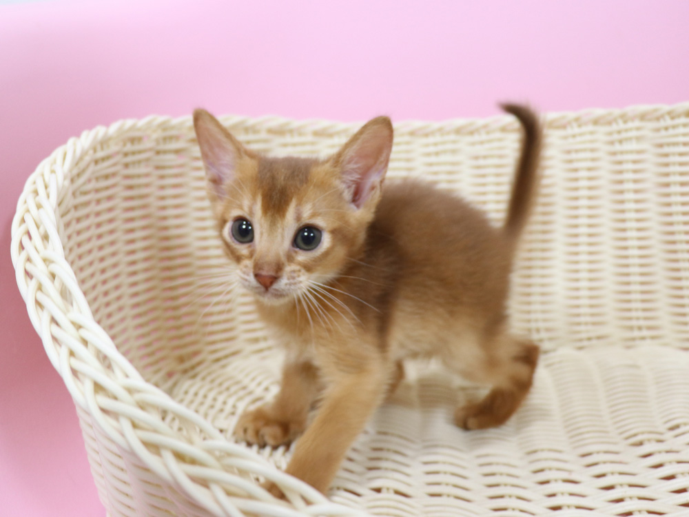 アビシニアンの子猫画像
