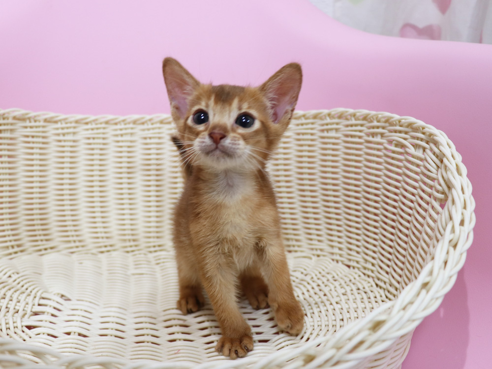 アビシニアンの子猫画像