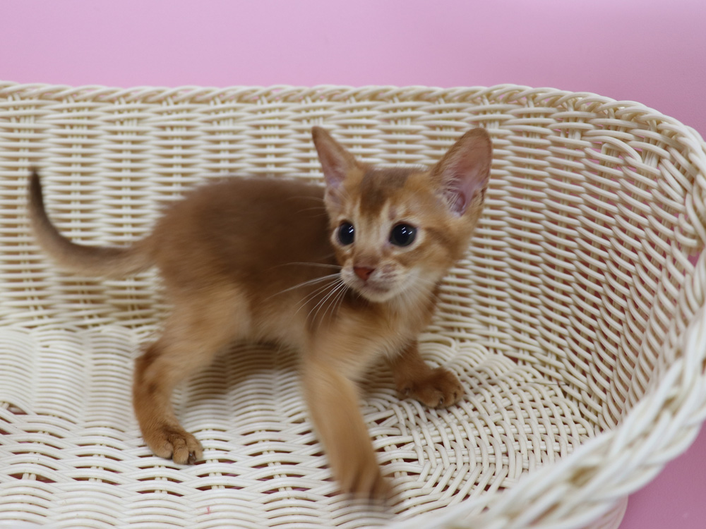 アビシニアンの子猫画像