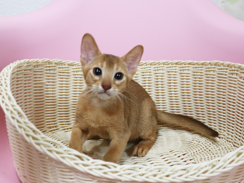 アビシニアンの子猫画像