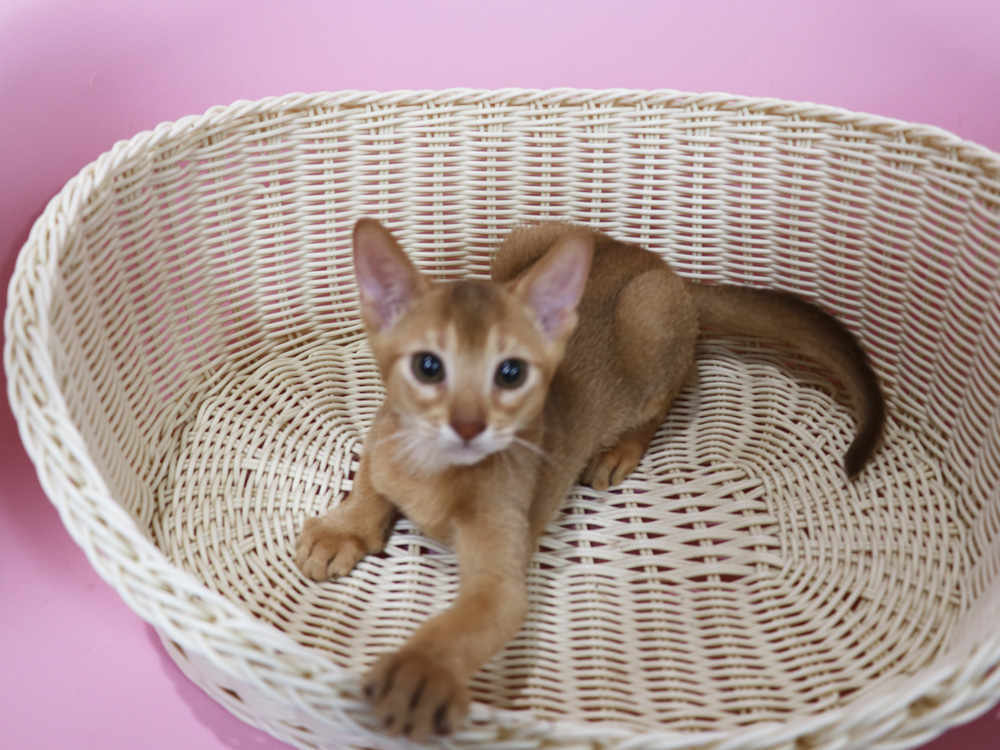 アビシニアンの子猫画像