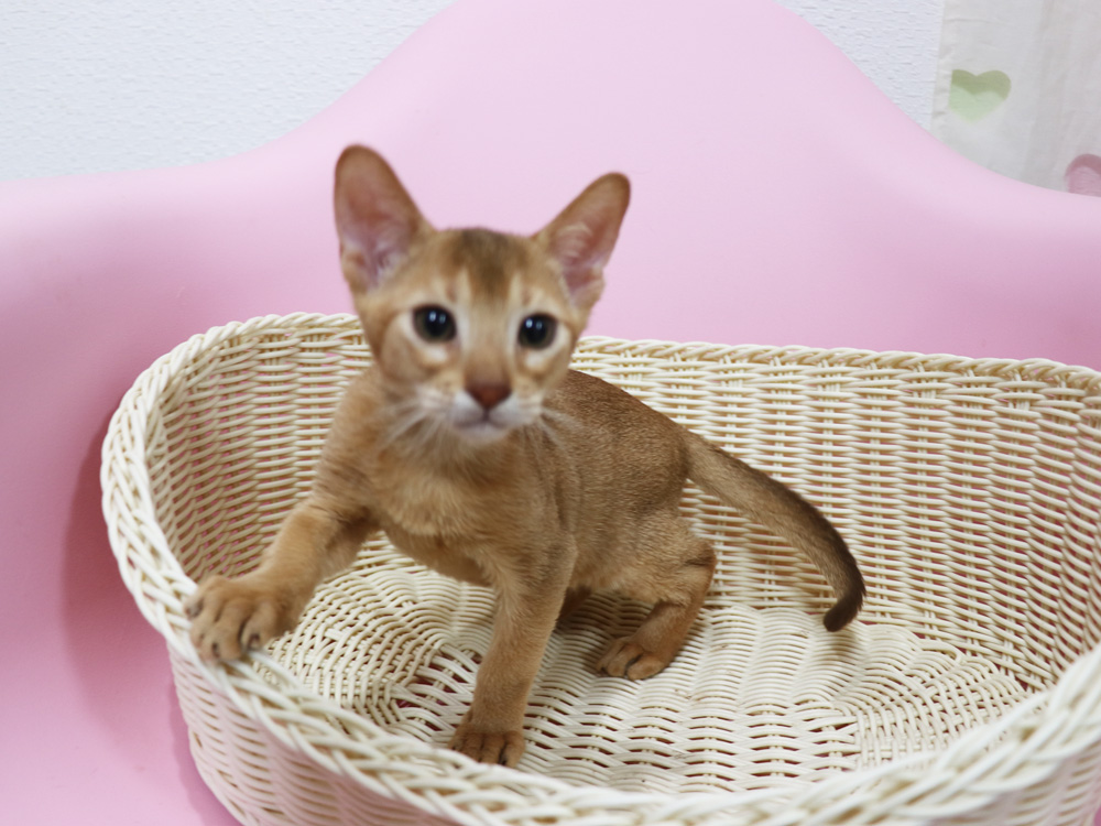 アビシニアンの子猫画像