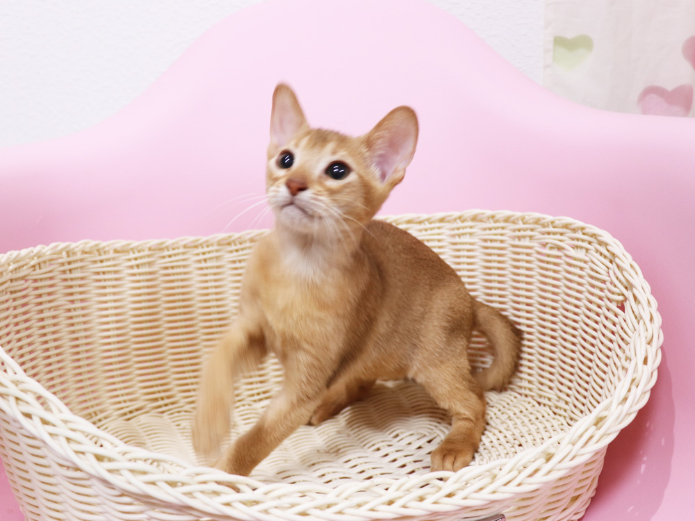 アビシニアンの子猫画像