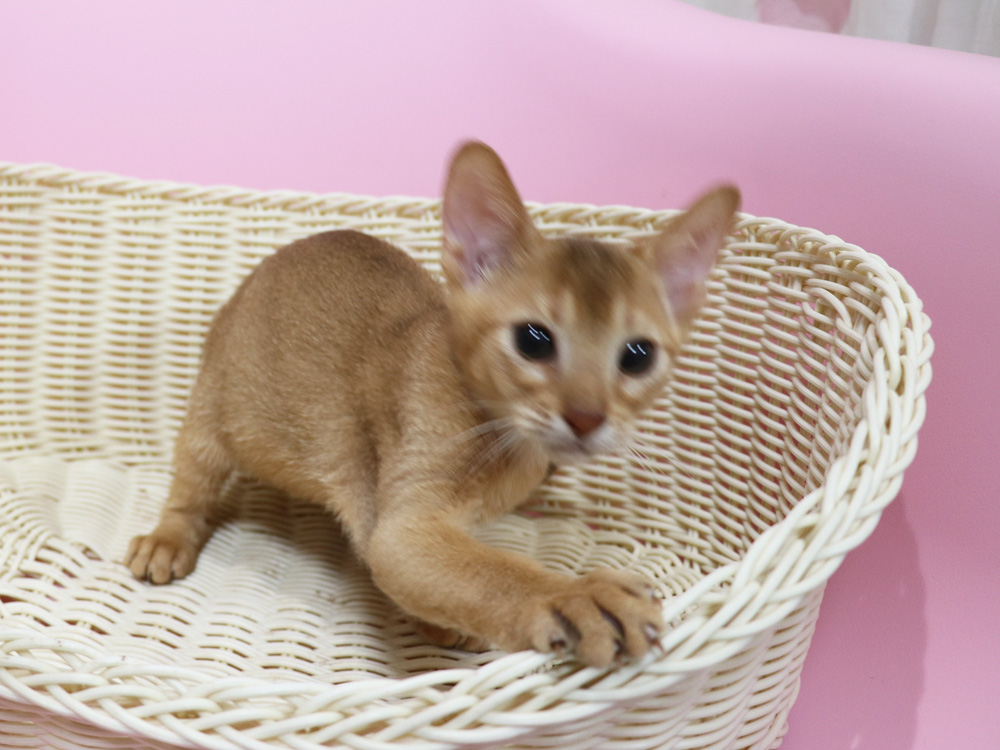 アビシニアンの子猫画像