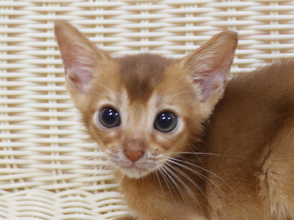 アビシニアンの子猫画像