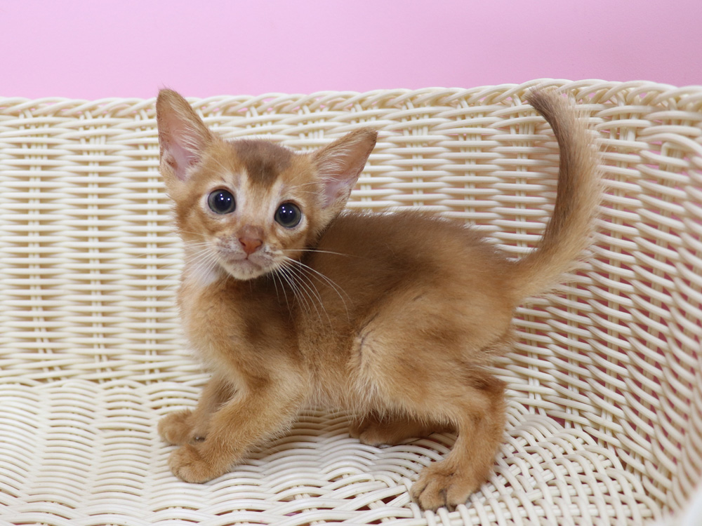 アビシニアンの子猫画像