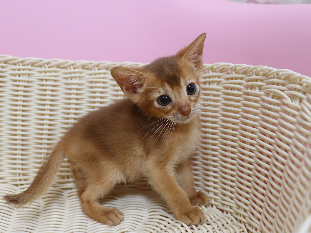 アビシニアンの子猫画像
