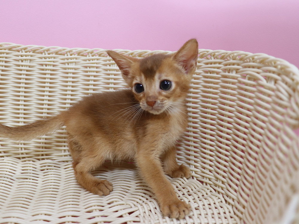 アビシニアンの子猫画像