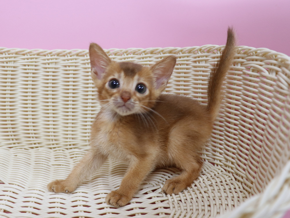 アビシニアンの子猫画像