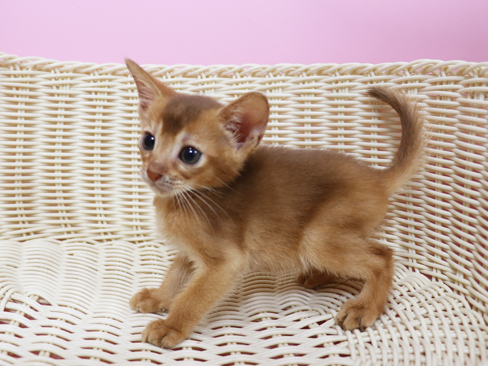 アビシニアンの子猫画像