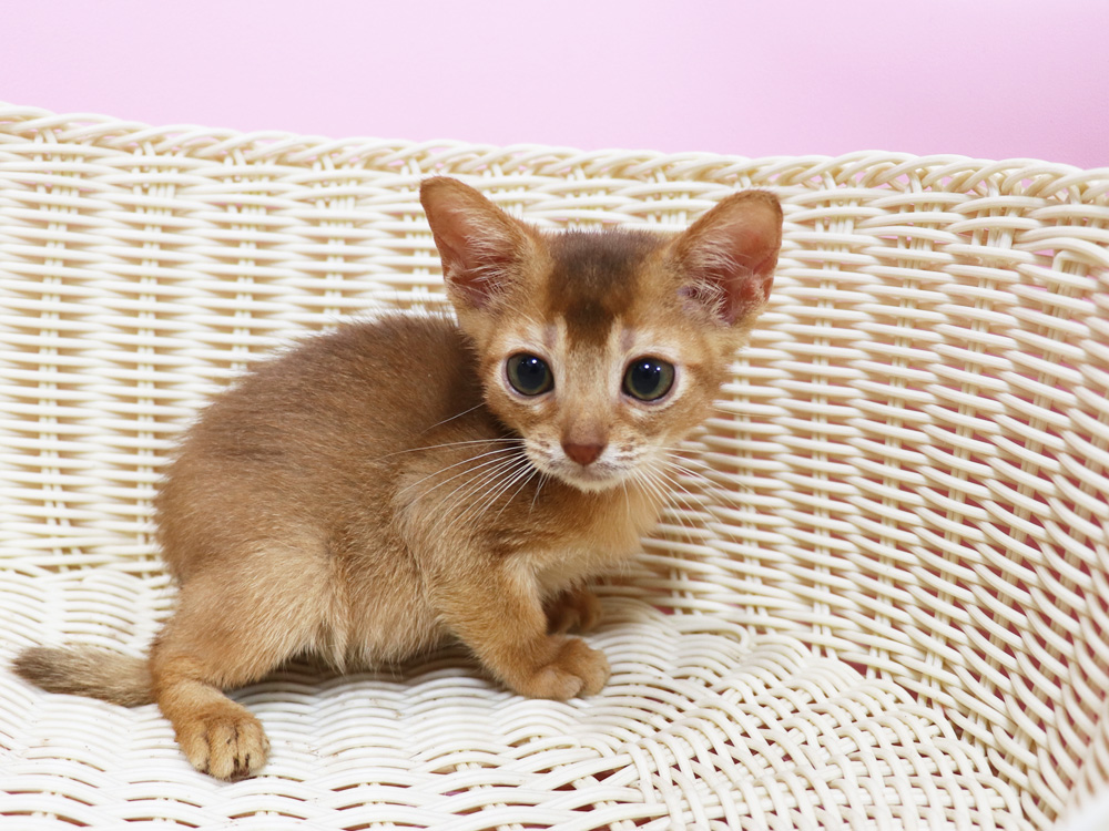 アビシニアンの子猫画像
