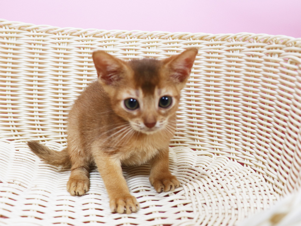 アビシニアンの子猫画像